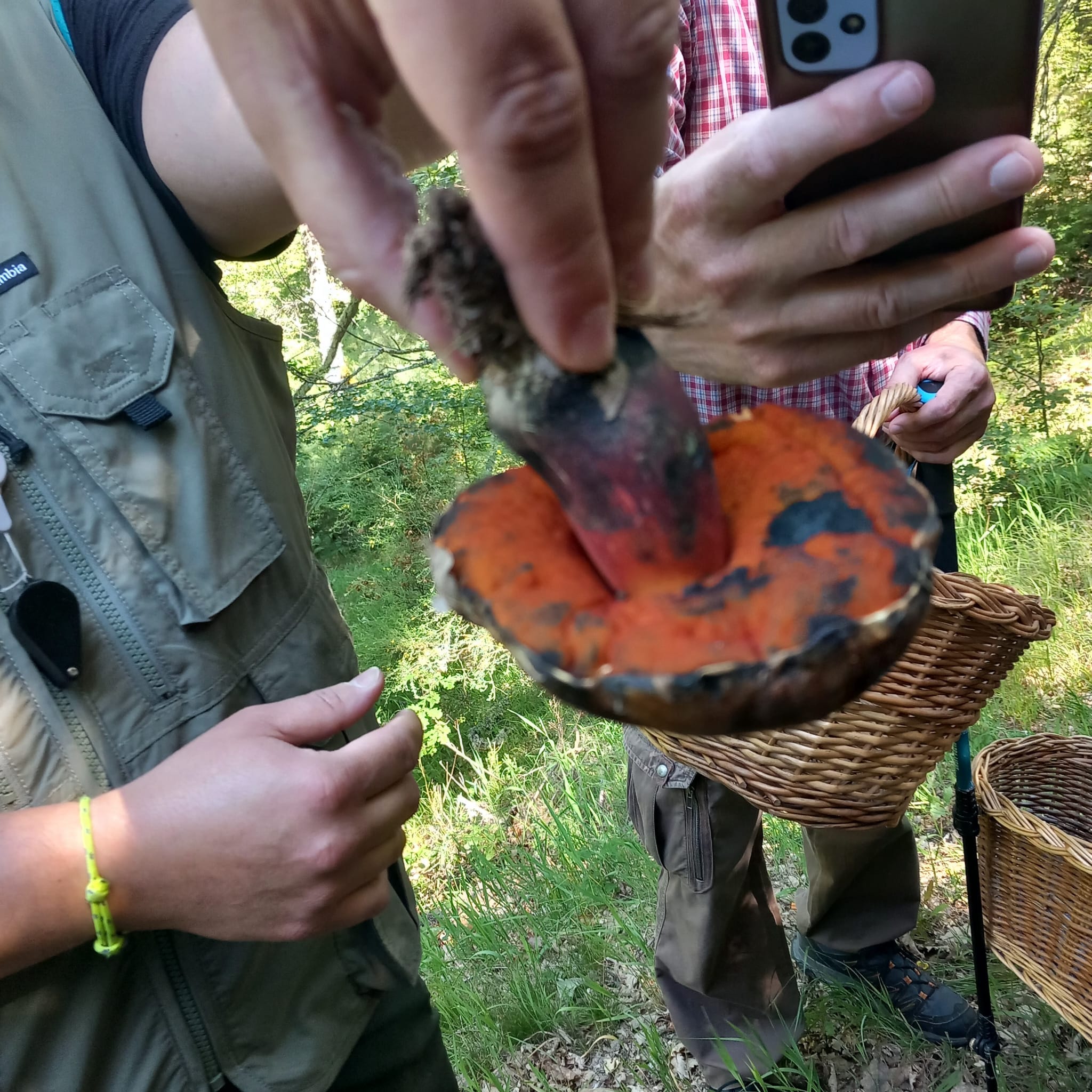 Neoboletus erythropus mostrado a los asistentes durante la ruta