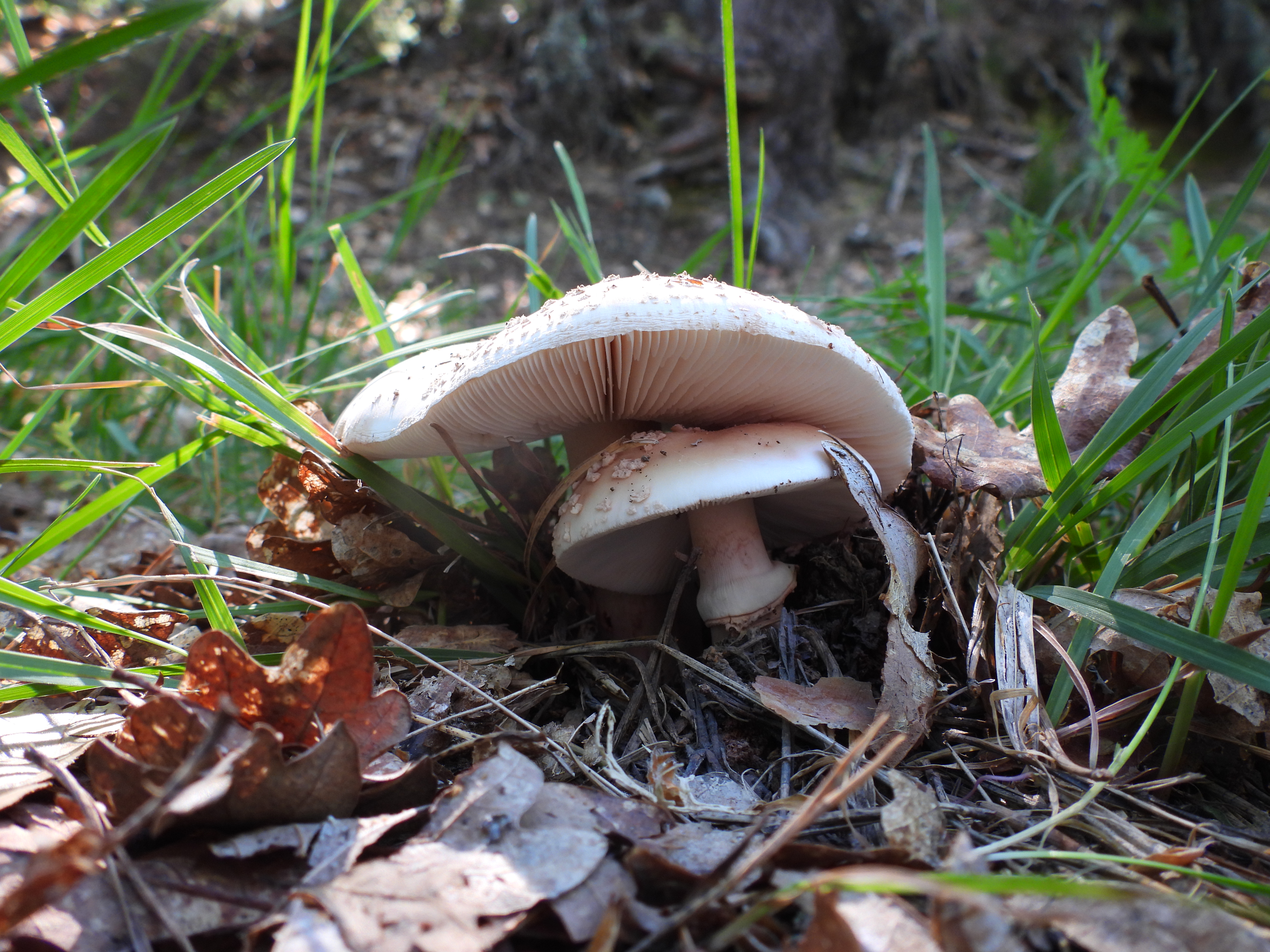 Amanita rubescens identificada durante la excursión