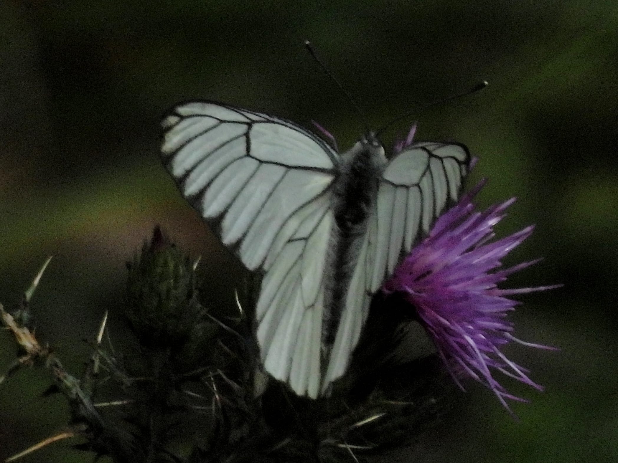Aporia crataegi durante la excursión