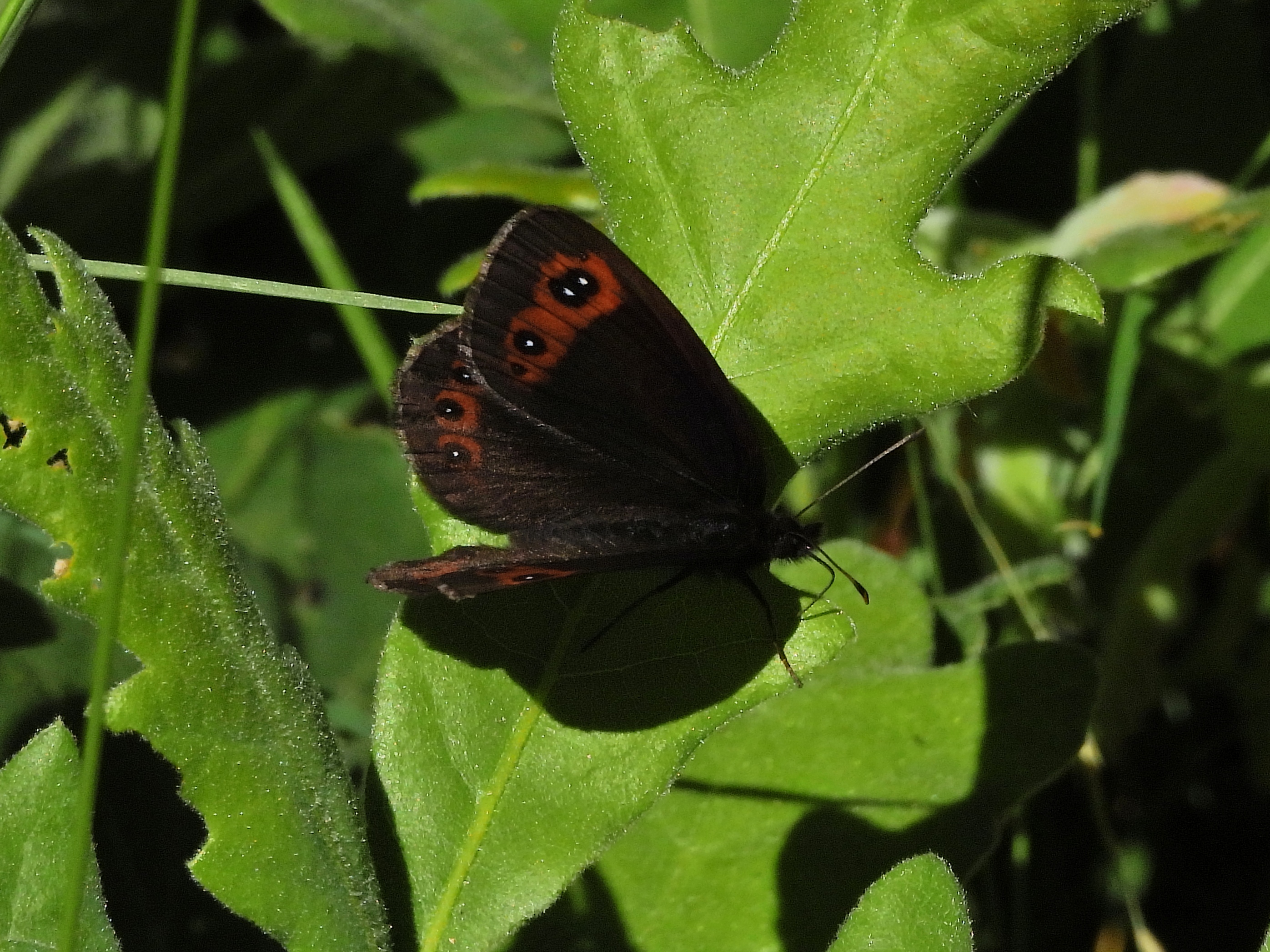 Mariposa del género Erebia